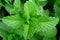 Mint, the summer fresh maker!
