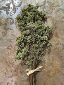 Oregano (Italy)